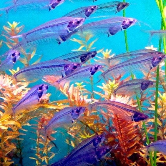 Krypt.vitreolus Indische glasmeerval L